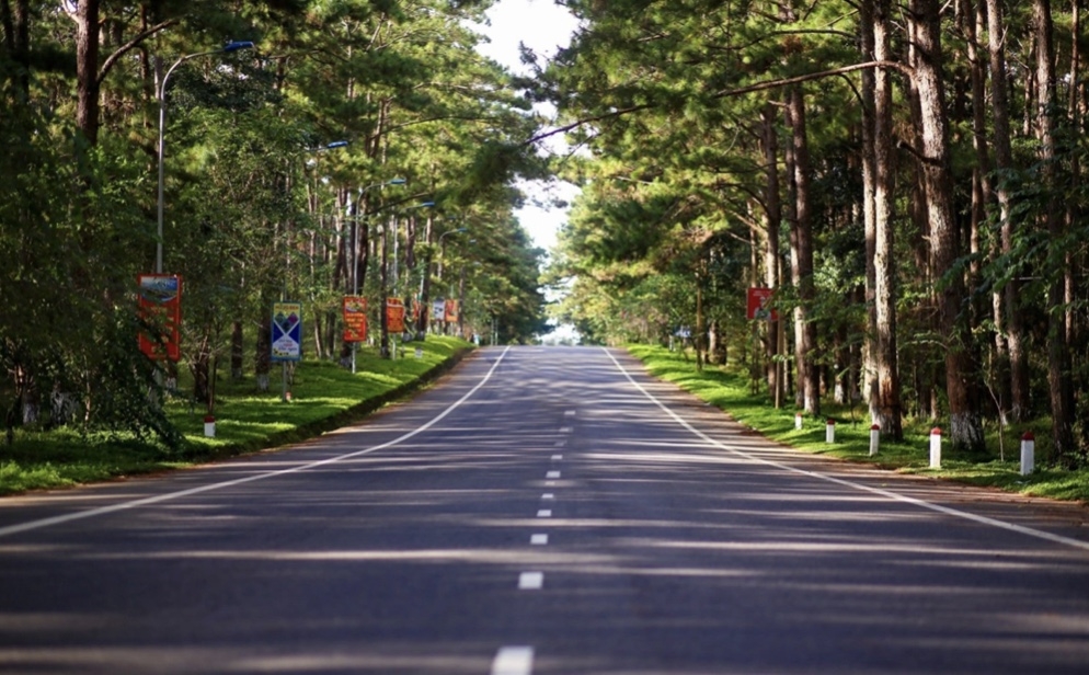 Rừng thông cổ thụ tại trung tâm Măng Đen.