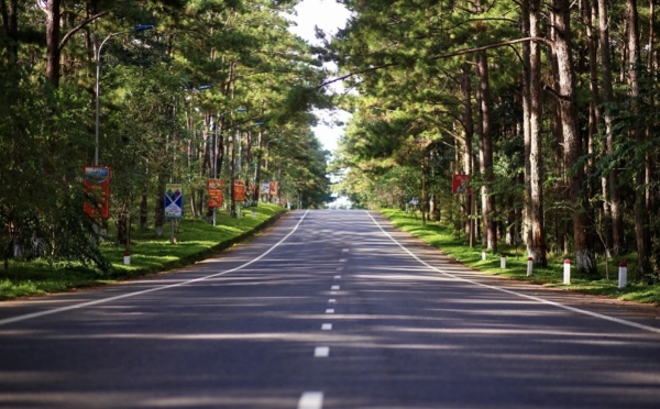 Rừng thông cổ thụ tại trung tâm Măng Đen.