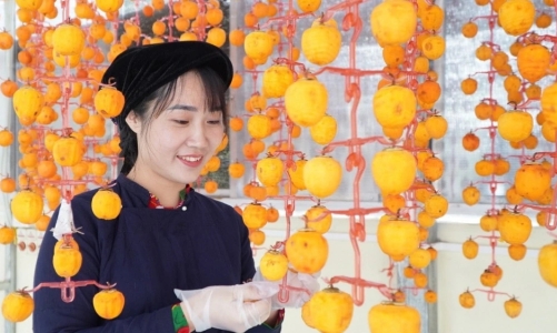 Cô giáo người Nùng “nâng tầm” quả hồng vành khuyên xứ Lạng