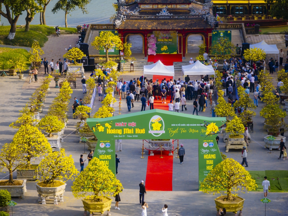 Không gian Hoàng mai rực rỡ bên dòng Hương Giang những ngày giáp Tết.