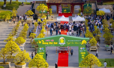 Không gian Hoàng mai rực rỡ bên dòng Hương Giang những ngày giáp Tết.