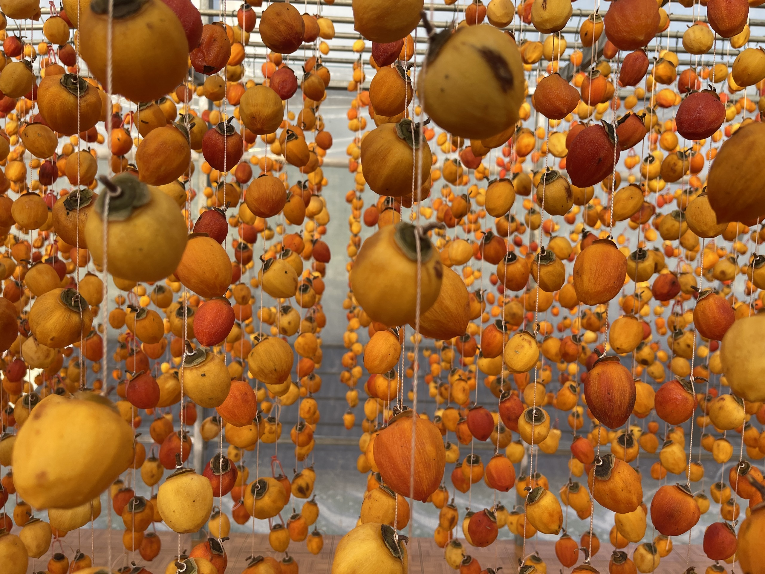 Sản phẩm Hồng treo gió của HTX Toàn Thương được cấp xếp hạng OCOP 5 sao.&nbsp;