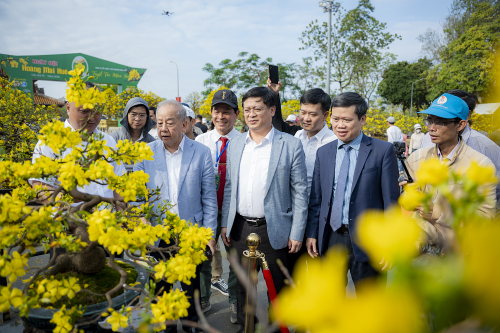 Các đại biểu cùng du khách tham quan, thưởng lãm Hoàng mai Huế trong nắng xuân dịu nhẹ.
