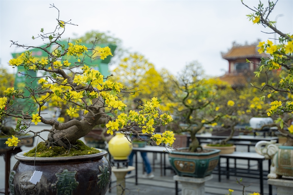 Một
tác phẩm mai cổ thụ.