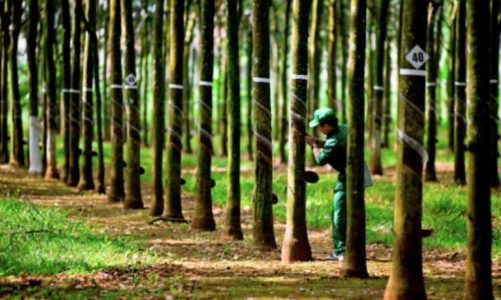 Quy định mới về tọa độ địa lý cho gỗ Việt Nam tuân thủ EUDR