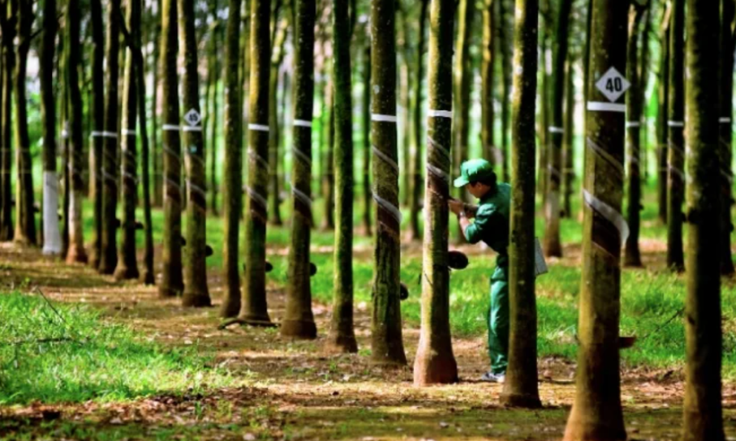 Quy định mới về tọa độ địa lý cho gỗ Việt Nam tuân thủ EUDR