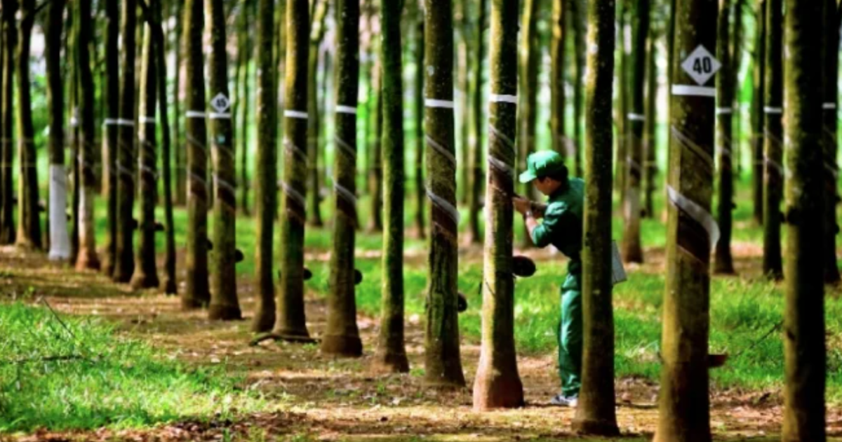 Quy định mới về tọa độ địa lý cho gỗ Việt Nam tuân thủ EUDR