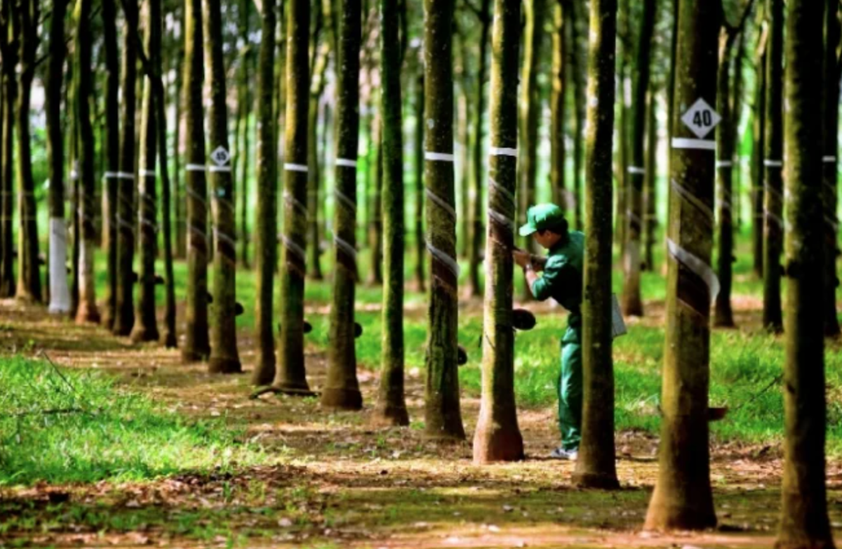 Quá trình sản xuất phải chứng minh không gây mất rừng.