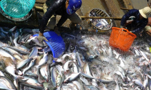 Giá cá tra lập đỉnh, xuất khẩu khởi sắc nhưng tiềm ẩn rủi ro phát triển nóng