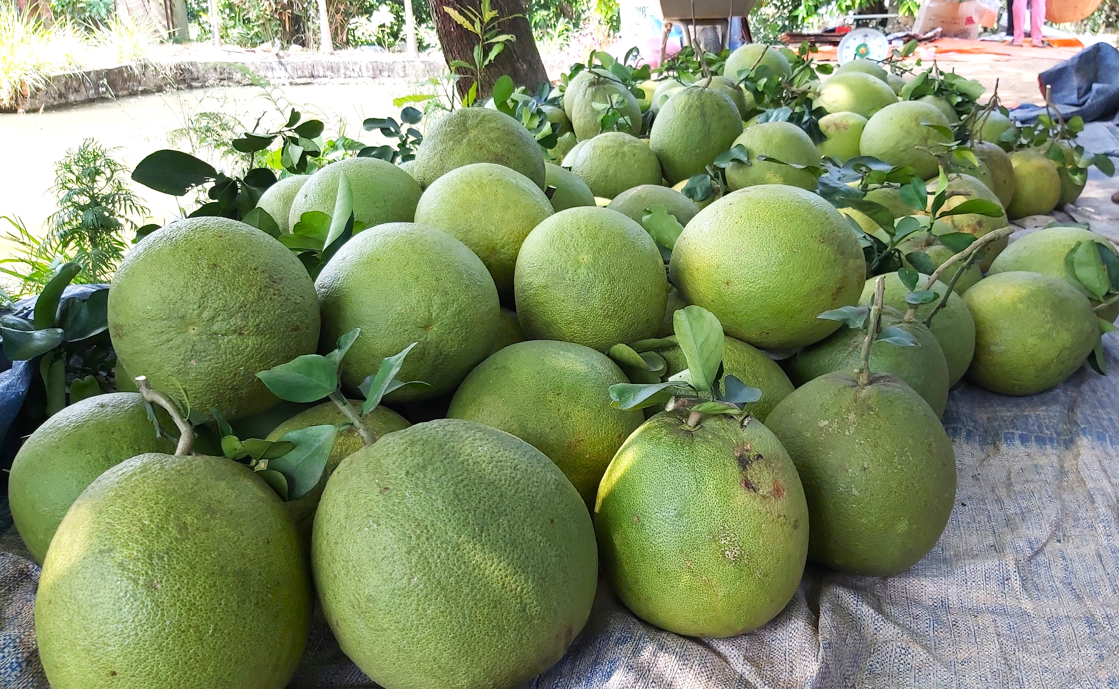 Bưởi da xanh Sông Xoài được nhận xét chất lượng ngon, vị ngọt thanh, tép bưởi to, màu hồng đậm, khô ráo.