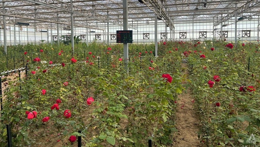 Cây trồng trong nhà kính tại khu sinh thái Engebei, Nội Mông, Trung Quốc. Ảnh: CNA