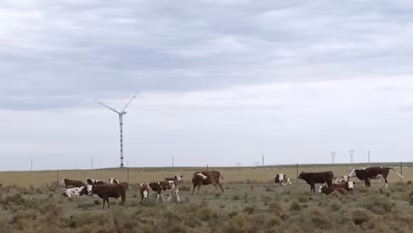 Gia súc chăn thả trên thảo nguyên Nội Mông, Trung Quốc. Ảnh: CNA