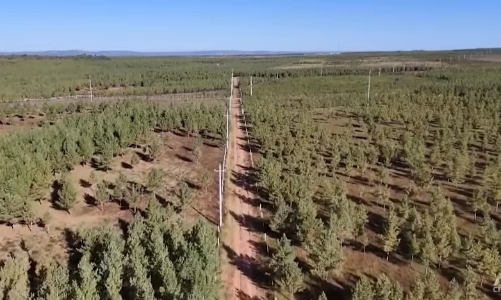 “Vạn Lý Trường Thành xanh” và cuộc chiến chống sa mạc hóa của Trung Quốc 