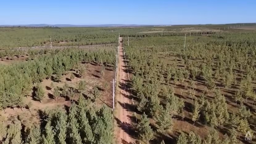 Một đoạn của “Vạn Lý Trường Thành Xanh” - hệ thống vành đai rừng phòng hộ tại Nội Mông. Ảnh: CNA