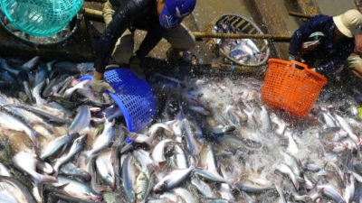 Pangasius prices hit record highs as exports surge