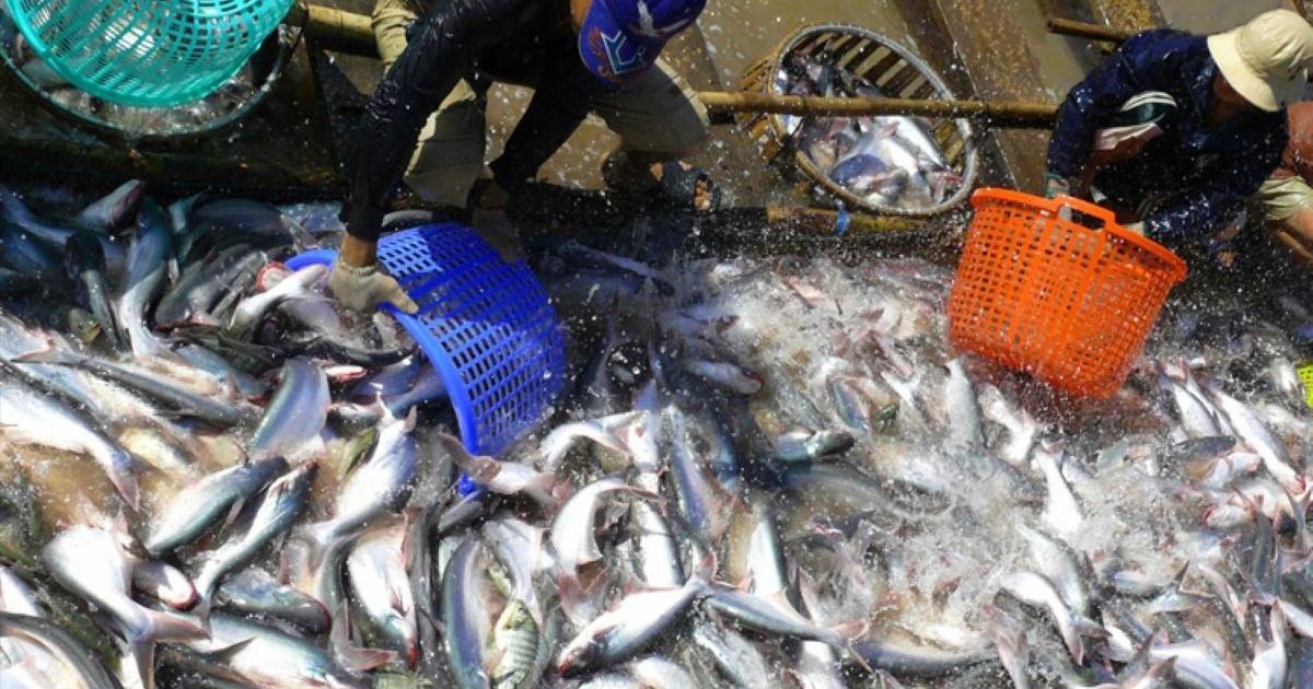 Pangasius prices hit record highs as exports surge