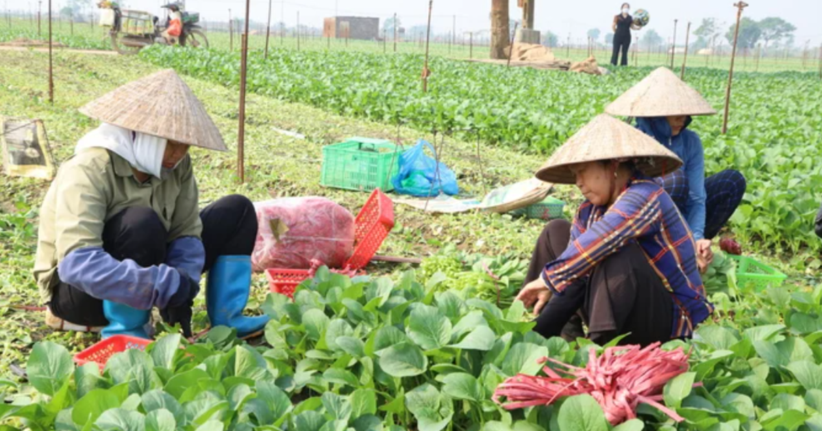 Chủ động sản xuất trồng trọt trong Tết Nguyên đán, đảm bảo gieo cấy lúa đúng thời vụ