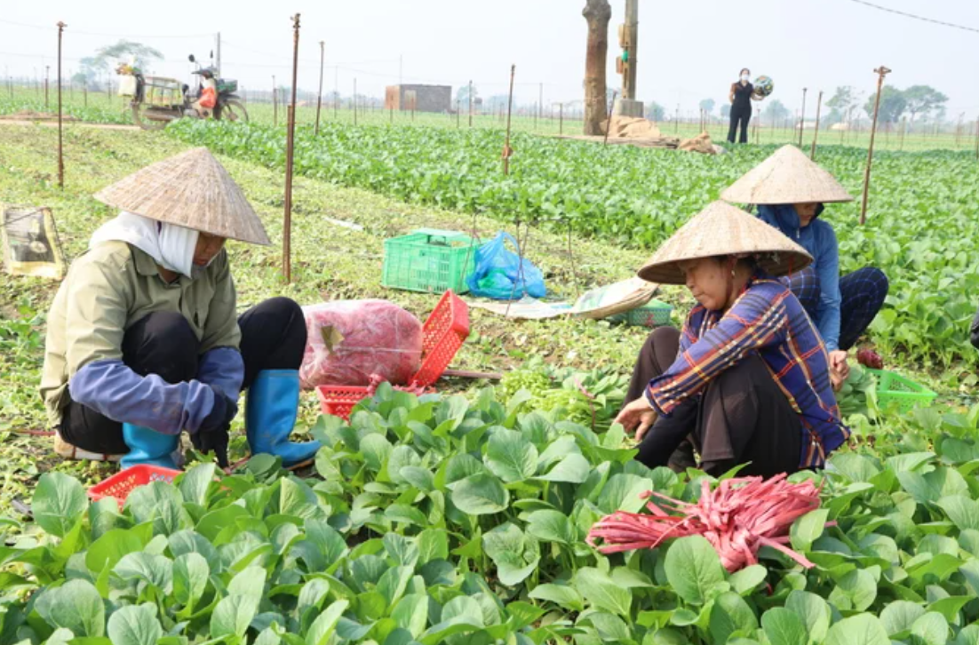 Đảm nguồn cung rau xanh ngay sau Tết Nguyên đán,