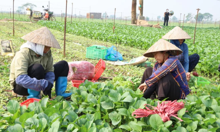 Đảm nguồn cung rau xanh ngay sau Tết Nguyên đán,