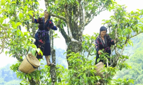 Xuất khẩu chè: Từ áp lực sụt giảm đến cơ hội tái định vị giá trị năm 2026