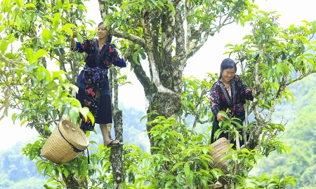 Chè Shan Tuyết phù hợp với phân khúc chè cao cấp và hữu cơ.