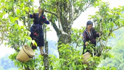 Vietnam exports 41,000 tons of tea in January