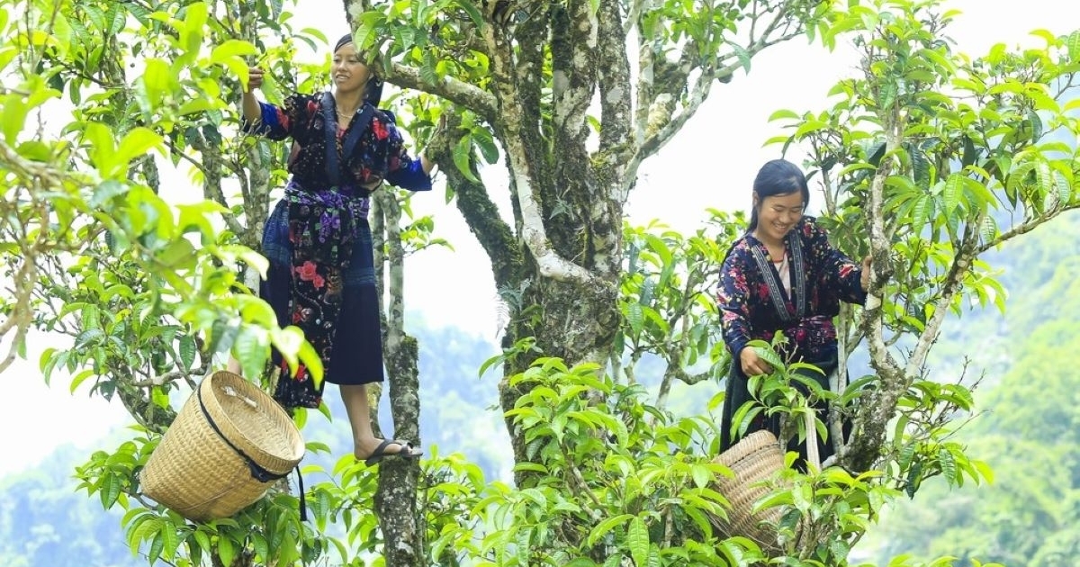 Vietnam exports 41,000 tons of tea in January