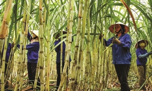 Thừa cung, buôn lậu bủa vây: Ngành mía đường đối mặt giai đoạn khẩn cấp