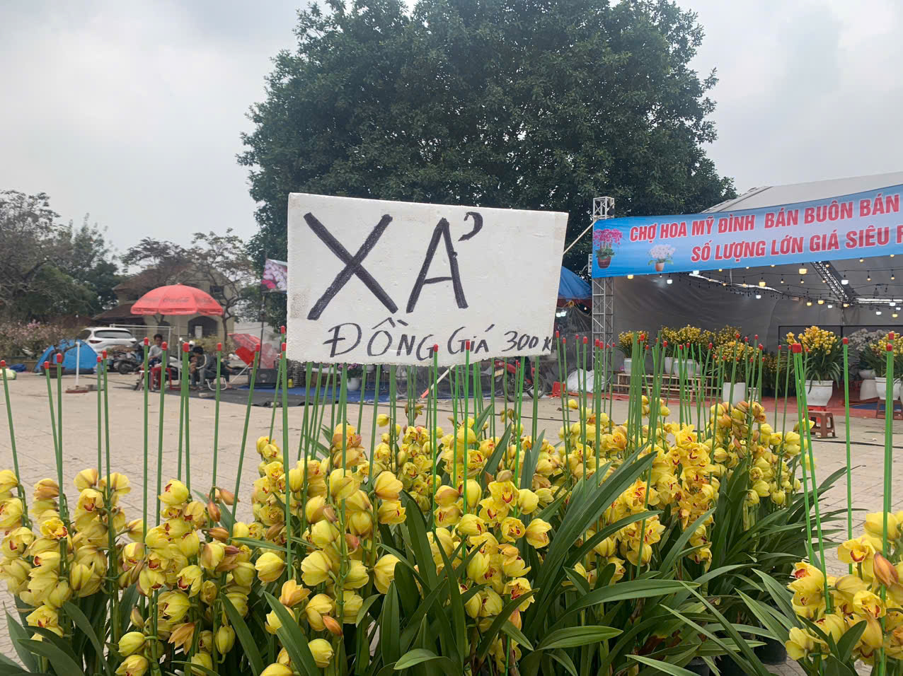 Những chậu lan khá to, đẹp nhưng do vắng khách nên người bán đã quyết định giảm giá xuống còn 300.000đ/chậu. 