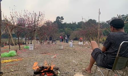 Một người bán đào tại sân vận động Nghĩa Đô, phường Nghĩa Đô như ngồi trên đống lửa vì cận Tết, đào đã bung nở nhưng chưa thấy khách.
