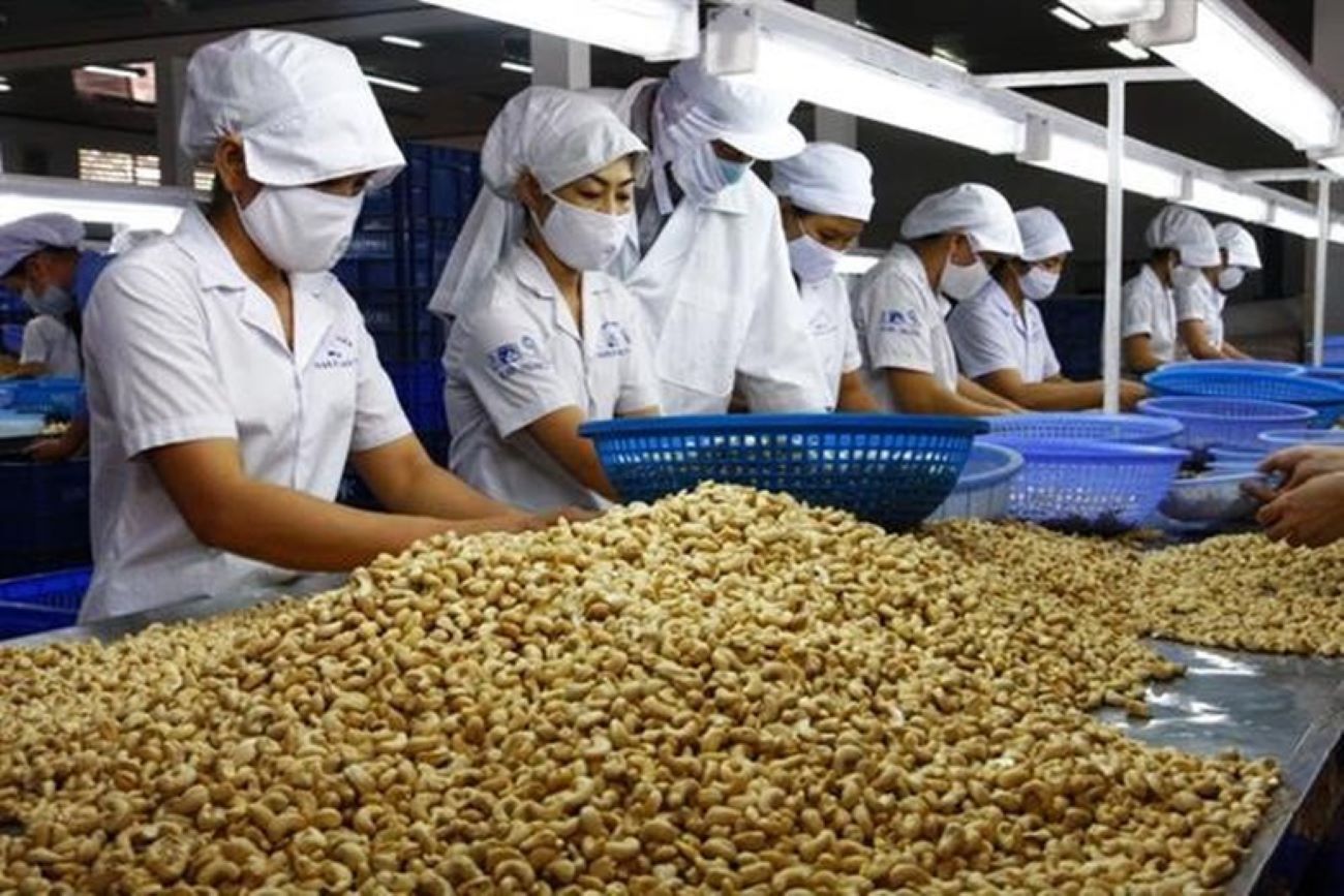 Xuất khẩu điều năm 2025 lần đầu tiên vượt qua 5 tỷ USD.