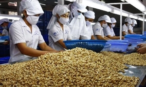 Xuất khẩu điều tiếp tục “bùng nổ” vào đầu năm 2026