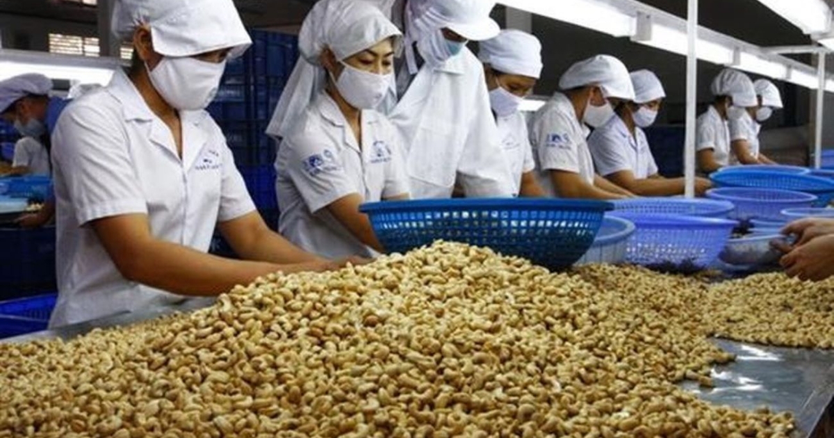 Xuất khẩu điều tiếp tục “bùng nổ” vào đầu năm 2026