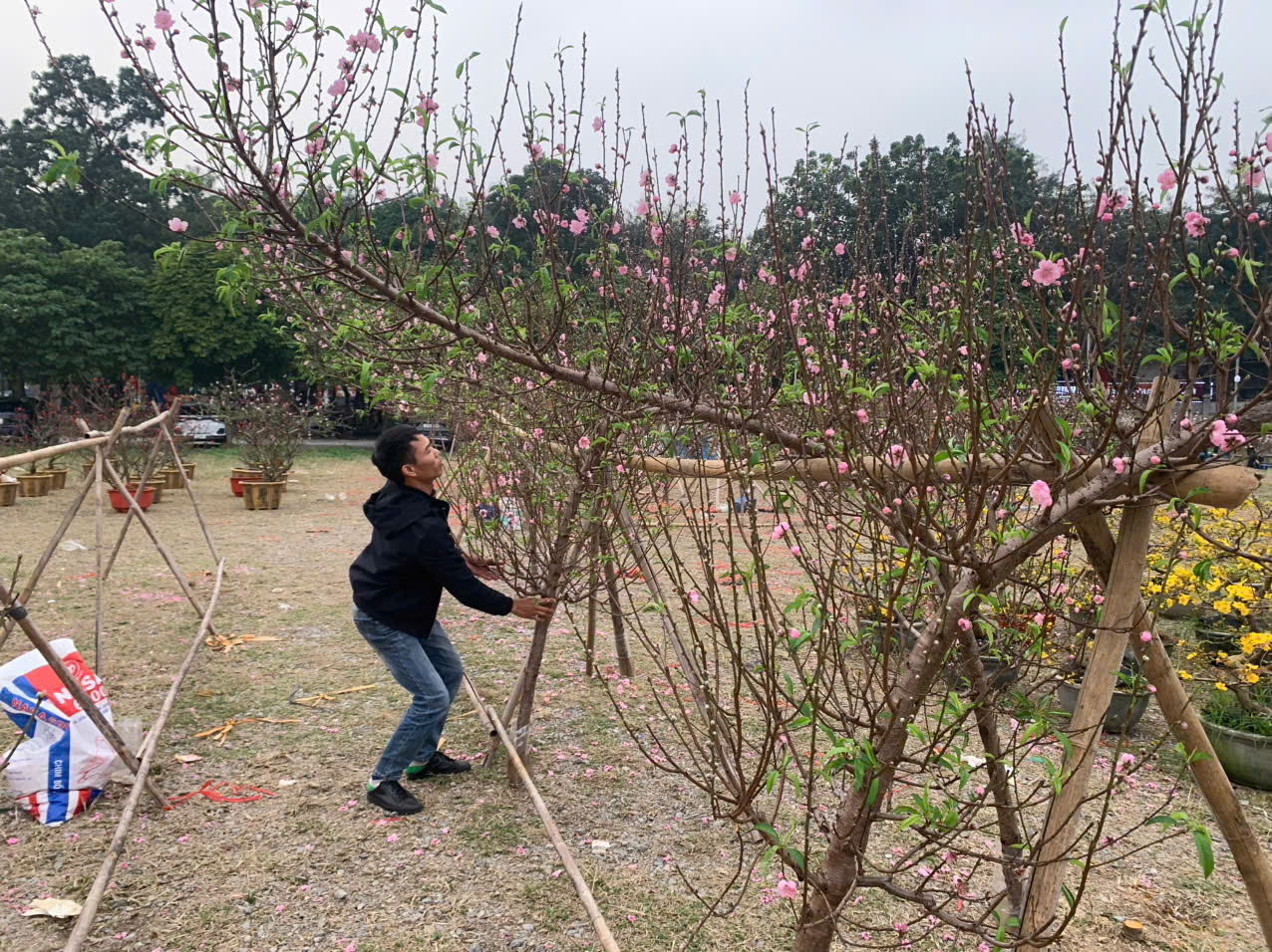 Những cành đào đã bung nở nhưng vẫn chưa có người mua. 