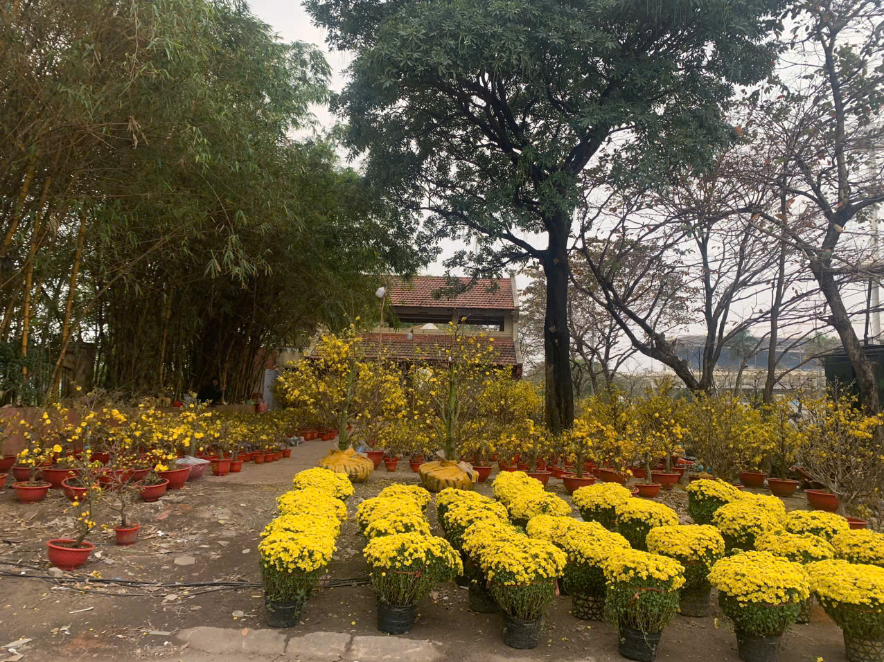 Với lượng hoa mai, cúc còn khá nhiều như hiện tại, người bán hoa cho biết đang rất sốt ruột, nếu không tiêu thụ hết sẽ rất 