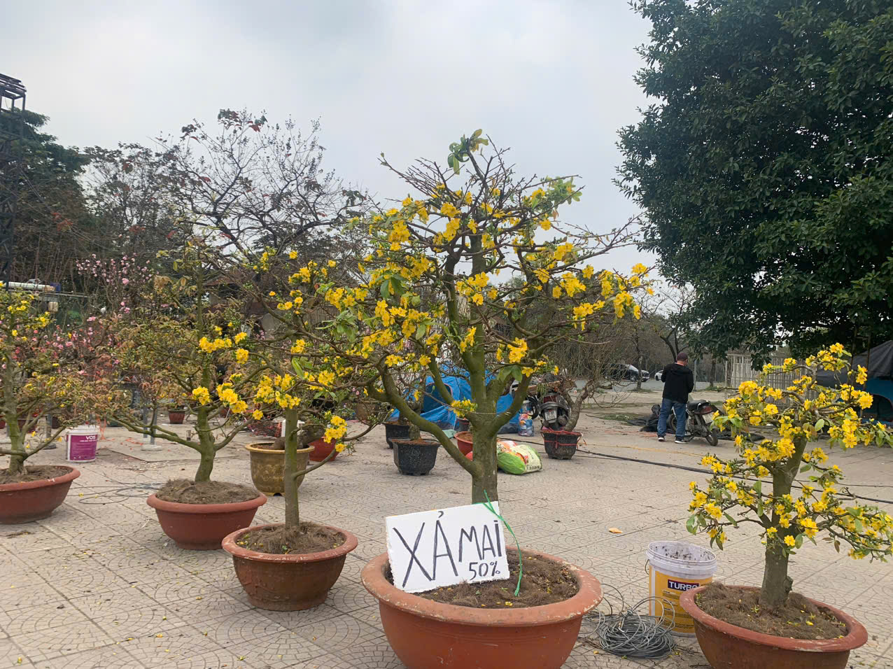 Tương tự là hoa mai dù đã 