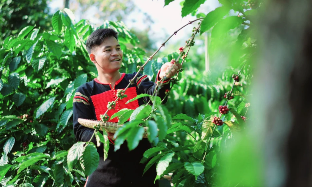 Cà phê Ê Đê - Tình yêu với những giọt hương