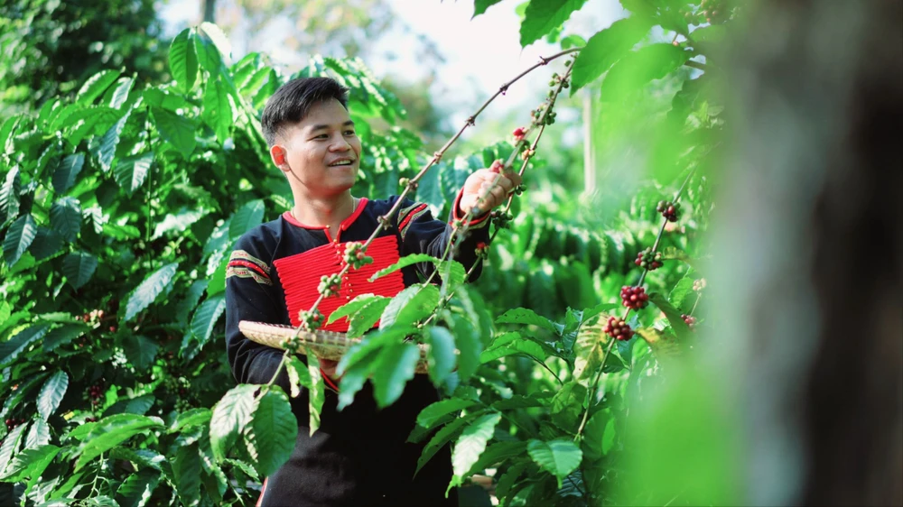 Ê Đê Café ra đời với mục tiêu không chỉ phát triển kinh tế cho doanh nghiệp, mà còn xây dựng một mô hình đồng hành bền vững cùng bà con buôn làng.