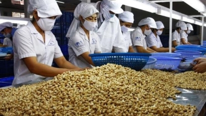 Vietnam’s cashew exports continue to surge in early 2026