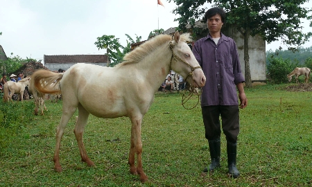 Ngựa bạch ở Xóm Phẩm