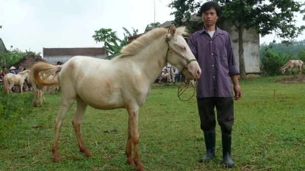 Ngựa bạch “cực phẩm” ở xóm Phẩm
