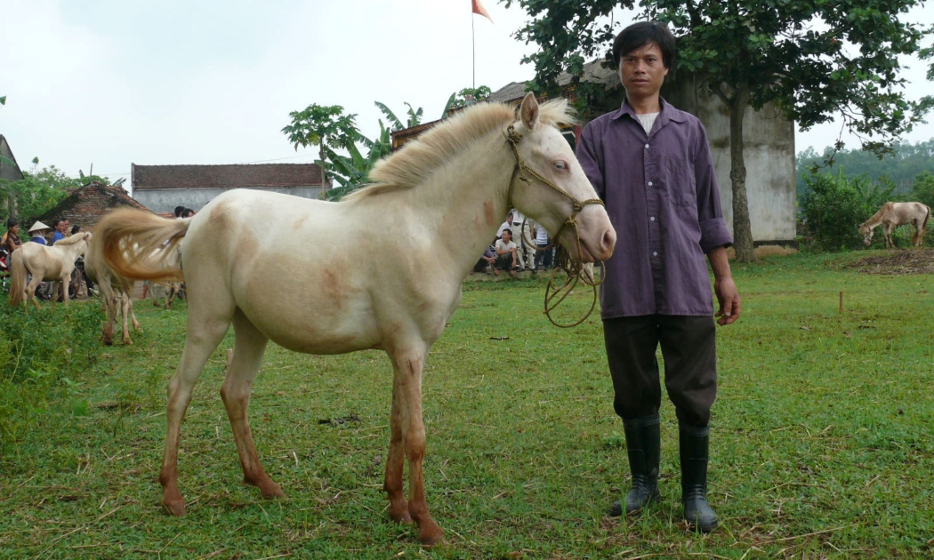 Ngựa bạch “cực phẩm” ở xóm Phẩm