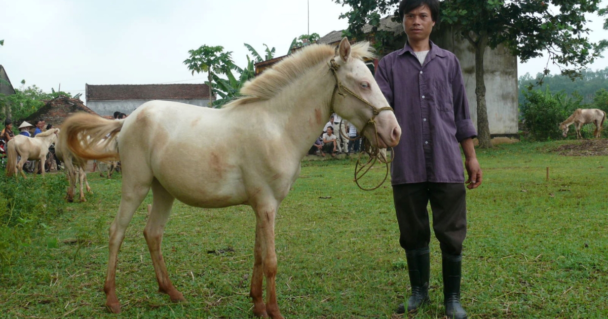 Ngựa bạch “cực phẩm” ở xóm Phẩm