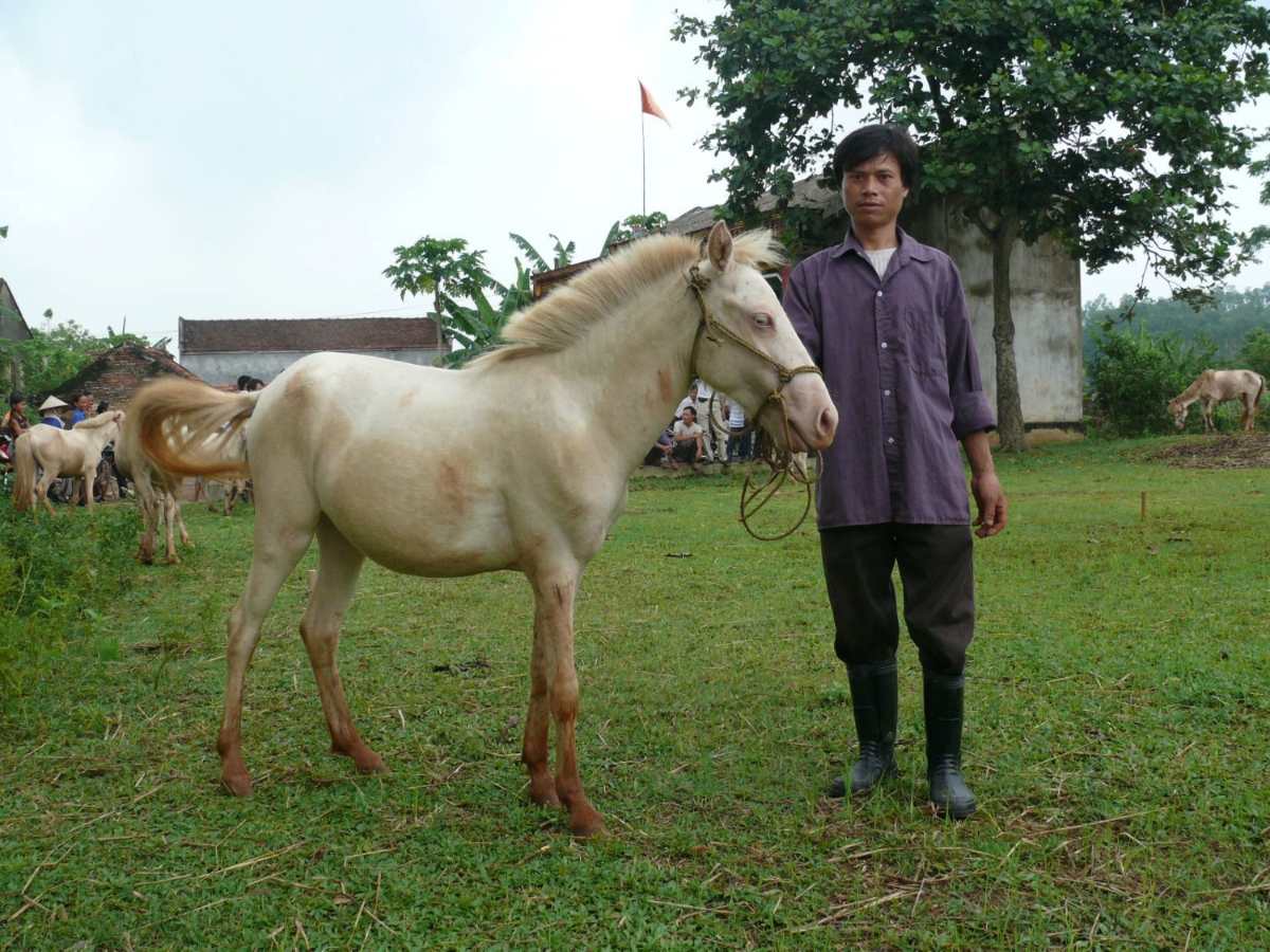 Ngựa bạch ở Xóm Phẩm