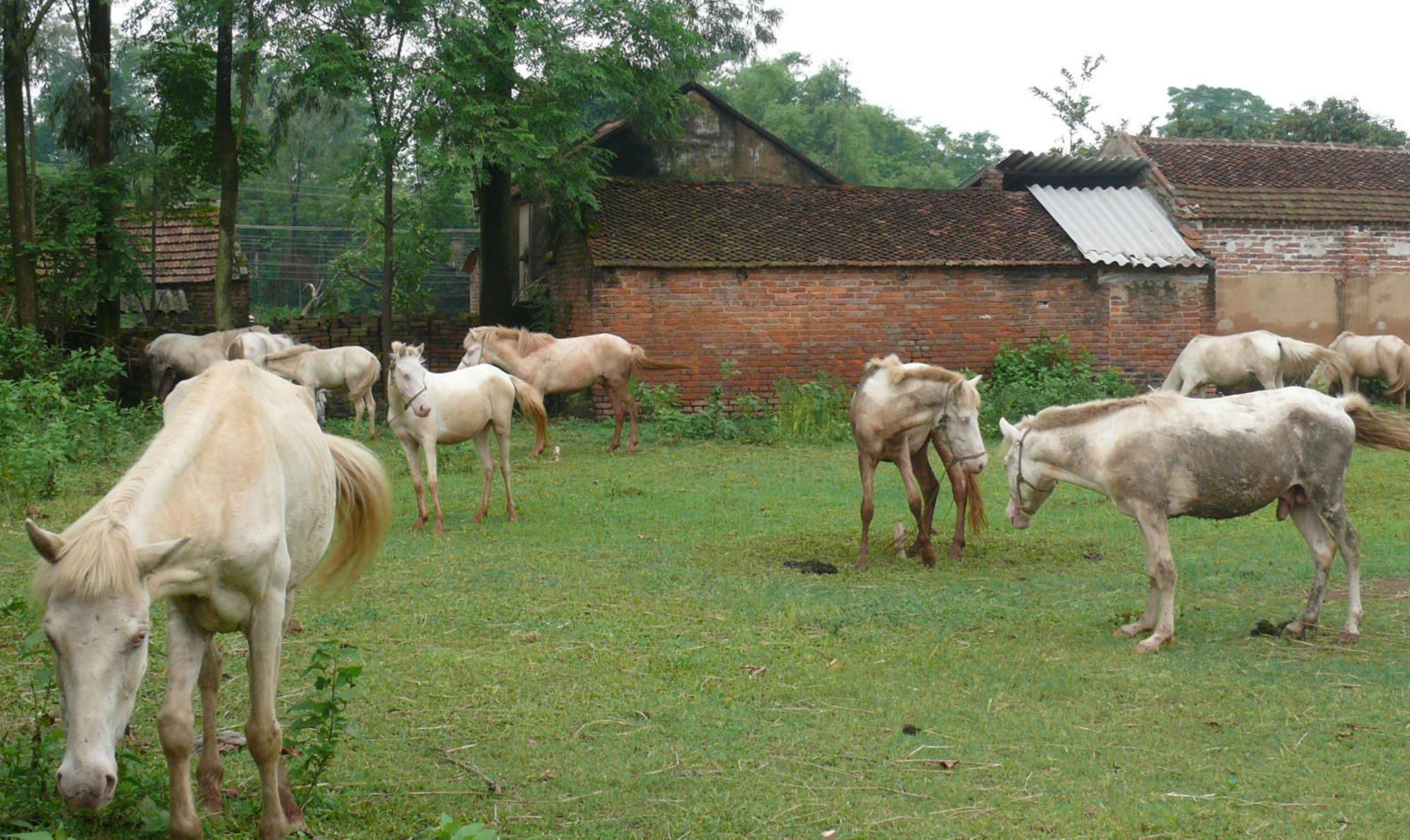 Ngựa bạch ở Xóm Phẩm