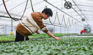 Mô hình nông nghiệp xanh Trung Quốc và những gợi mở cho Việt Nam