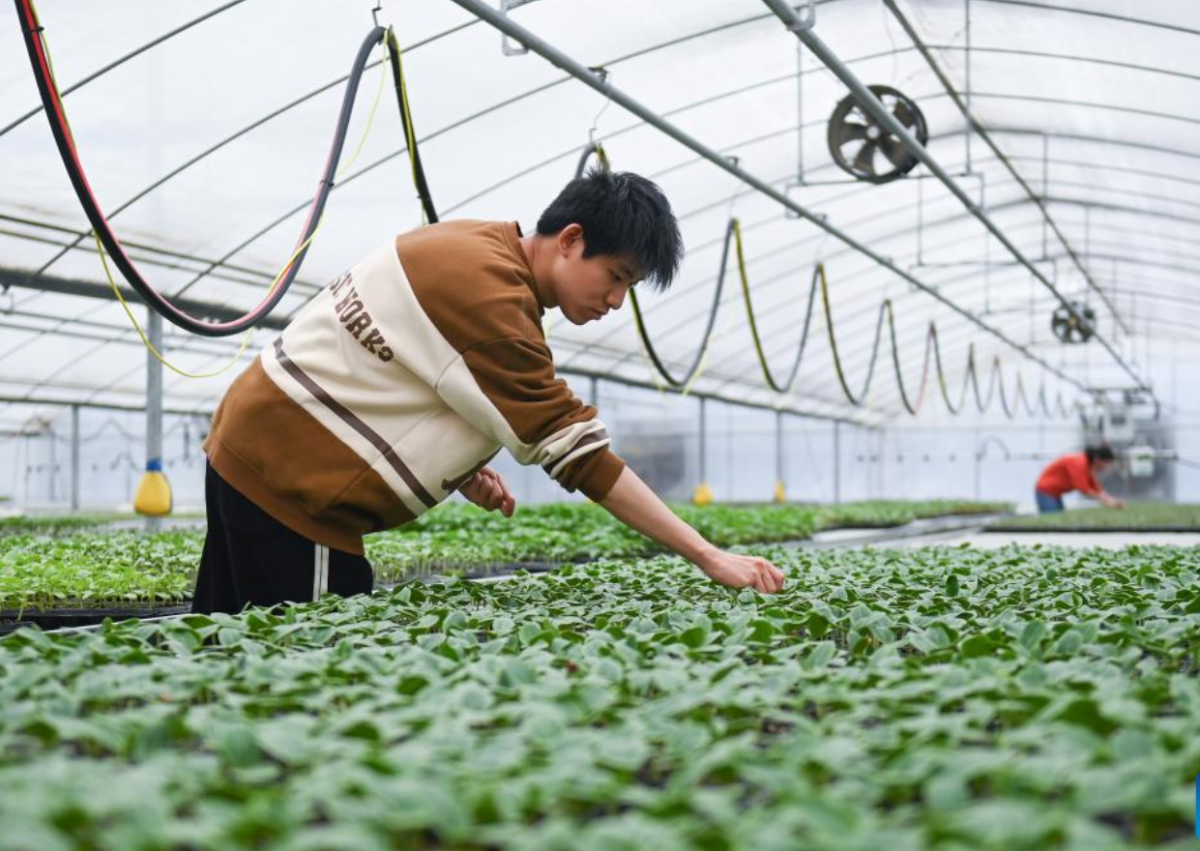Mô hình trồng rau trong nhà kính của một công ty công nghệ nông nghiệp tại thành phố Hàng Châu, tỉnh Chiết Giang, miền Đông Trung Quốc. Nguồn ảnh: Tân Hoa Xã.