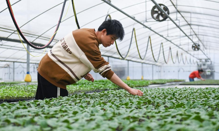 Mô hình trồng rau trong nhà kính của một công ty công nghệ nông nghiệp tại thành phố Hàng Châu, tỉnh Chiết Giang, miền Đông Trung Quốc. Nguồn ảnh: Tân Hoa Xã.