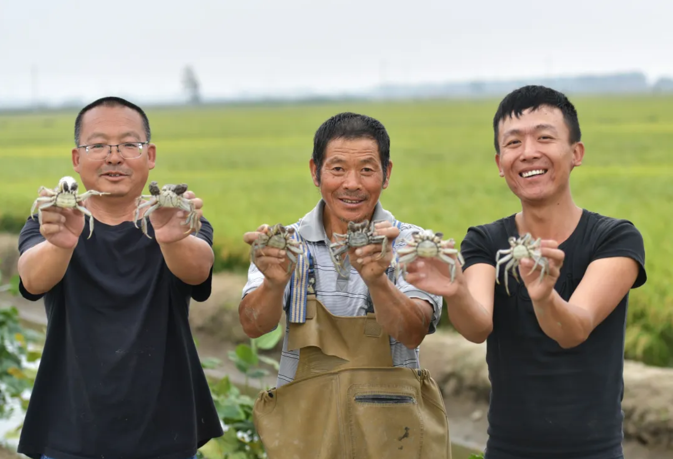Ở cánh đồng lúa của Trang trại Thanh niên, phường Hưng Long Đài, thành phố Thẩm Dương, tỉnh Liêu Ninh, những con cua sông được nuôi kết hợp cùng lúa đã bước vào mùa thu hoạch bội thu; đây là minh chứng mô hình lúa-cua kết hợp: ‘Một nước nhiều tác dụng, một ruộng hai thu hoạch”, giúp nông dân tăng thu nhập và làm giàu. Nguồn ảnh: Tân Hoa Xã.