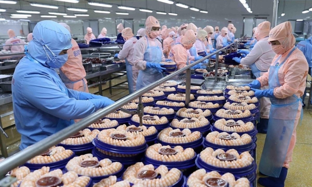 Thuế chống bán phá giá tại Hoa Kỳ giảm, tôm Việt Nam vẫn đối mặt áp lực cạnh tranh gia tăng